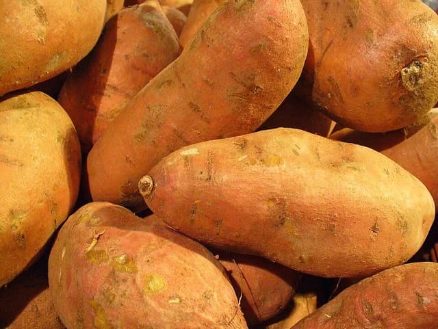 Ipomoea batatas 006.JPG